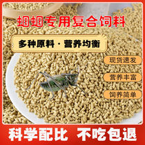 Grasshopper feed chirping insect feed grasshopper special grain black insect oil gourd ration larvae feed fresh to enhance physical fitness