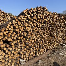 Pine wood piles river piling wood fir outdoor river bank protection logs greening support poles flood control wood piles logs