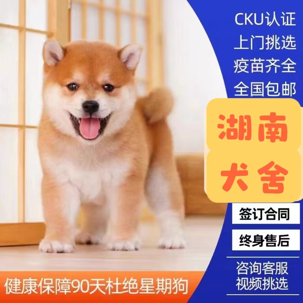 湖南犬舍25年新推！纯种柴犬幼犬赤色/豆柴/黑柴，家养宠物狗狗的终极选择？-狗狗-淘宝好物网