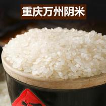 Wanzhous native specialty glutinous rice Chongqings rural yin rice seeds are steamed and shade-dried to make rice krispie treats by hand.