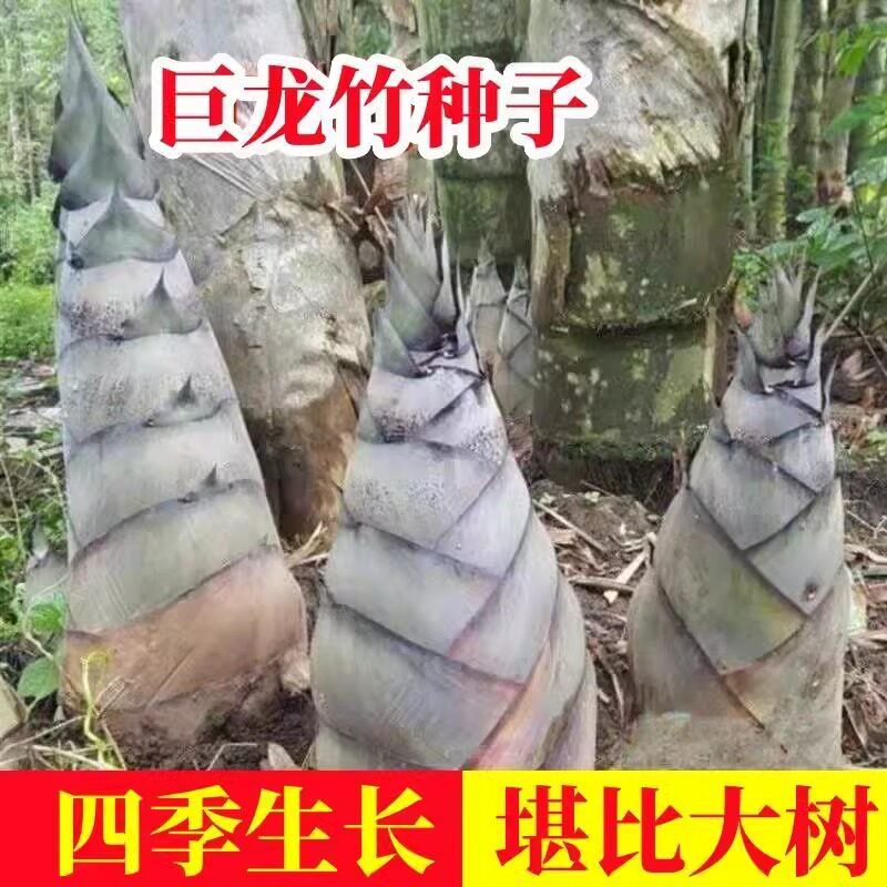 巨龙竹种籽:四季种植,耐寒食用-观叶 /花灌木-淘宝好物网