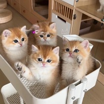 British short gold gradient kitten short-footed cat purebred live ny12 bloodline blue gold purple gold gradient this is a deposit