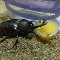 The unicorn fairy is alive and easy to raise. It is easy to raise. Both males and females are available. The adult unicorn fairy is an internet celebrity.