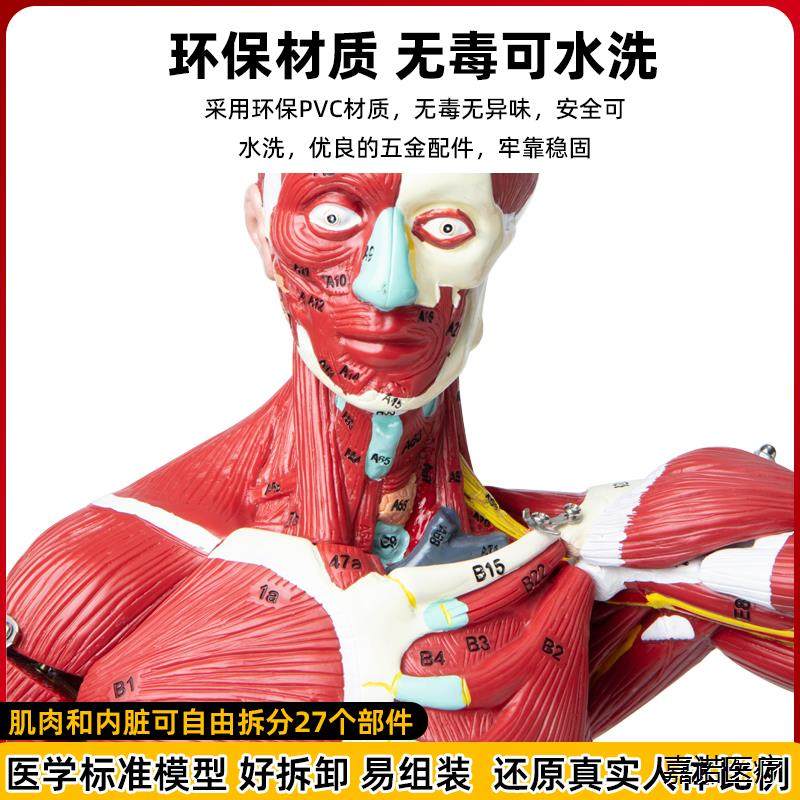 Human Body Muscle Internal Organ Disassembly Anatomy Structure Model Tissue Exercise Artificial Medical Teaching Aids