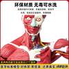 Human Body Muscle Internal Organ Disassembly Anatomy Structure Model Tissue Exercise Artificial Medical Teaching Aids