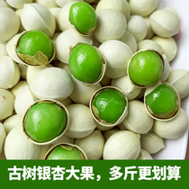 Yunnan Tengchong ginkgo 2024 fresh ginkgo fruit ancient tree old variety glutinous ginkgo 5 pounds more cost-effective stewed chicken soup