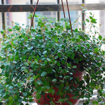 Wall-mounted Chiba Chlorophytum potted balcony indoor all-season evergreen flowers wall decoration hanging plants