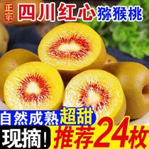 Sichuan Pujiang red heart kiwi fruit fresh origin straight kiwi fruit fresh fruit walnut puree kiwi fruit wholesale