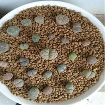 Qiante hard red jade soil deer marsh soil succulent plant paving medium cutting particles planting soil matrix nutritional red