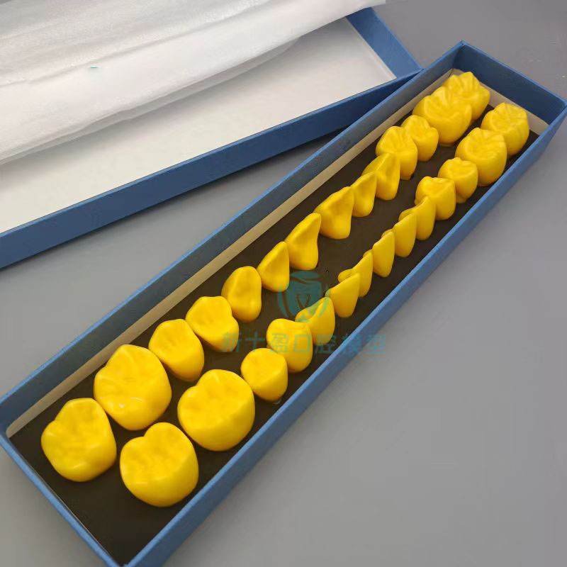 牙科恒牙模型 学生认识牙齿 28颗雕牙全口牙齿模型仿真离体牙模型