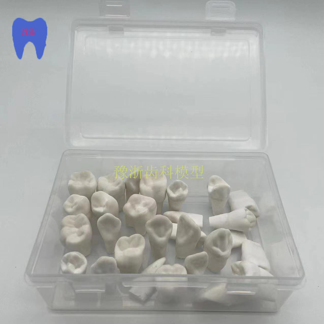 牙科口腔练习雕刻1.2牙齿石膏牙粒模型 示范28学生全口