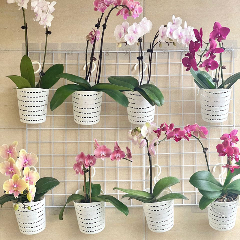 Special Hanging High-Transparency Plastic Pots for Orchids, Easy-Care Pot Set Suitable for Small Phalaenopsis Orchid Pots