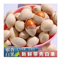 Fresh raw ginkgo fruit and white nuts in shell unbleached Pizhou specialty ginkgo fruit and ginkgo almond