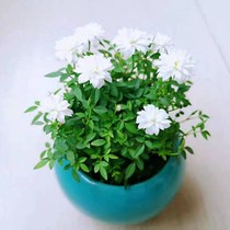 Hime rose mini potted plant with buds miniature bonsai Japanese Hime Otome four-season flowering green plant indoor flowers