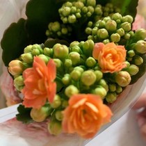 Four-season longevity flower double-petaled and large-flowered bud seedlings can grow immortal plants indoors and are easy to grow potted green plants and flowers.