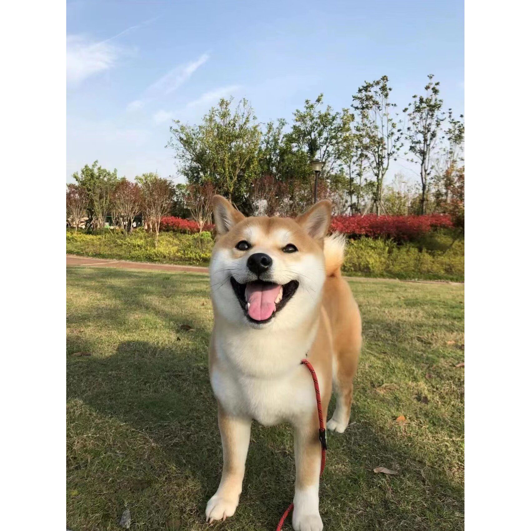 🐶超萌来袭！香港发货日本柴犬幼崽豆柴黑白赤柴色秋田犬活体家养宠宠哒！💖-宠物背包-淘宝好物网