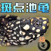 Accessories Source Conch Sales Cleaning Keychain Baby Turtle Animal Simulation Flame Turtle Accessories Wildlife