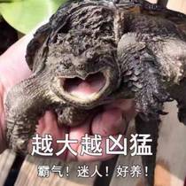 Alligator turtle small snapping turtle hatchling orangutan background cloth decoration fertilized big eagle simulation bedroom animal carnivorous turtle egg