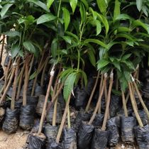 Taiwan Jinhuang Mango Sapling Kate Seedling Tainong Guifei Seedling