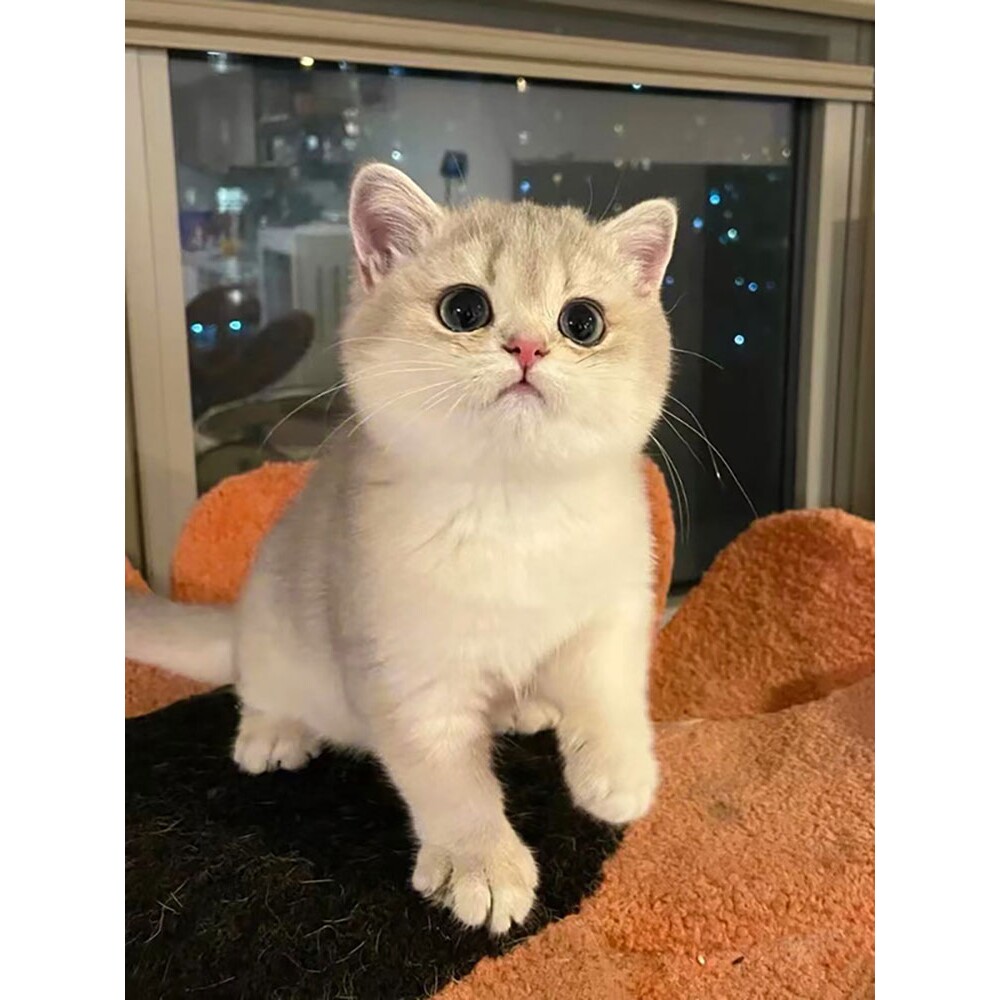 蓝金渐层曼基康猫是啥？拿破仑短腿萌翻了！