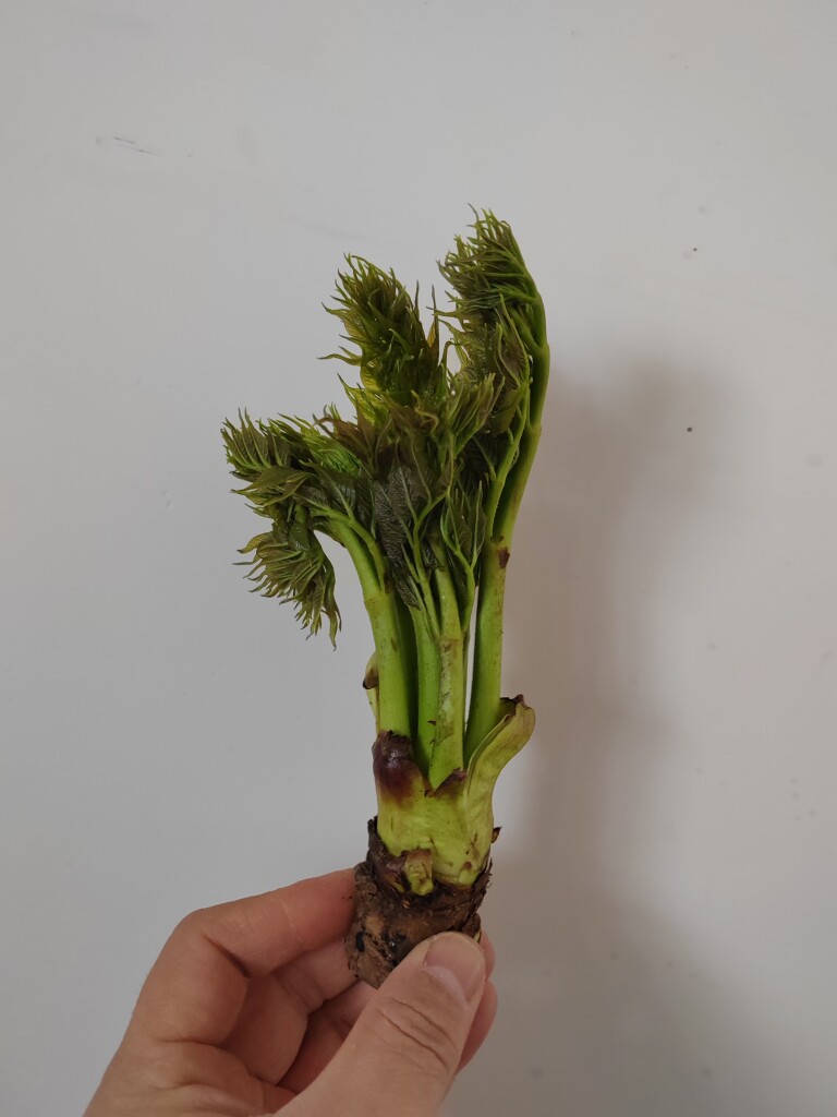 东北农家乐