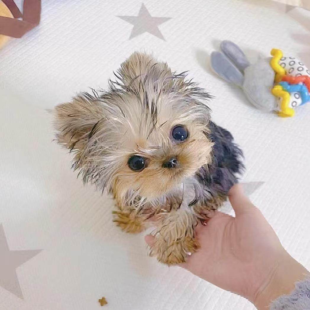 約克夏㹴- Wikiwand, image size:1048x1048