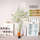 Simulated Green Plant Golden Monkey Fern Indoor Living Room Bedroom Bionic Green Plant Golden Fern Outdoor Courtyard Decorative Potted Plant