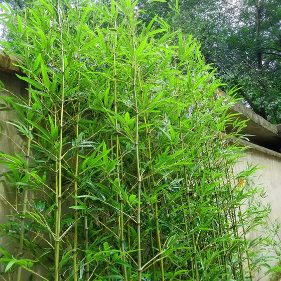 Simulated Bamboo Potted Plants, Fake Bamboo Landscaping, Artificial Plants for Decoration, Partitions, Fences, Green Plants, Outdoor Fences, Fake Bamboo Shoots