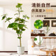 High-End Light Luxury Artificial Green Plant Heart-Shaped Leaf Banyan Indoor Living Room Floor-Standing Fake Plant Heart-Shaped Banyan Wabi-Sabi Style Decoration