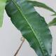 Artificial Green Plant Bird's Nest Tree Potted Plant Indoor Balcony Floor Decoration Hotel Window Display Ornament Bird's Nest Fern Fake Tree