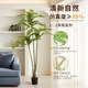 Simulated Green Plant Toon Tree Indoor Living Room Bionic Plant Classy Accessible Luxury Encrypted Fake Green Plant Decorative Ornaments Potted Plant