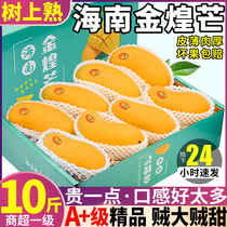 Jinhuangmango 10kg first-grade large fruit fresh fruit freshly picked green sweetheart yellow-skinned narcissus mango whole box