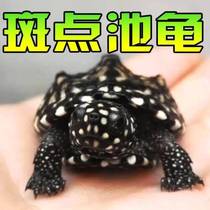 Accessories props animal micro-landscapes constant-temperature sea turtles simulated jade fungi Mediterranean small shells rice snails and yellow grains