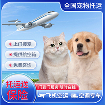 National Pet Consignment Service Beijing Special Car Door-to-door Handling Dogs Kitty Air Transport Air Transport Aircraft Air Transport