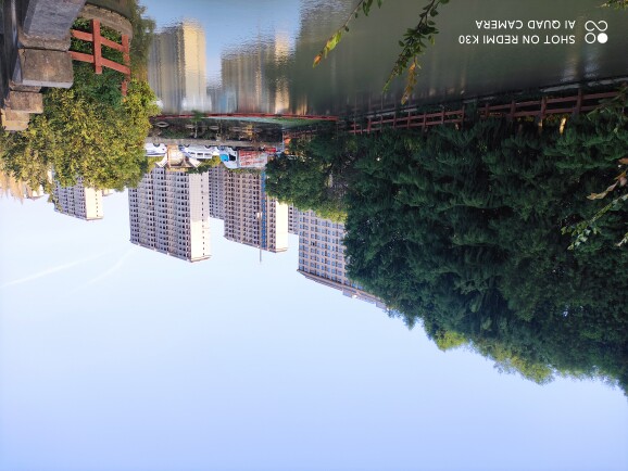 生命树