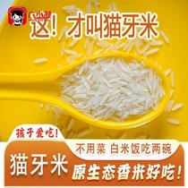 Maoya rice long-grain fragrant rice 2024 new rice indica rice oily sticky rice seedling rice fried rice special rice for claypot rice