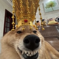 Dog Emperor Hat Palace Headwear Creative Funny Cat Headgear Pet Qin Shihuang Crown Cos Photo Production