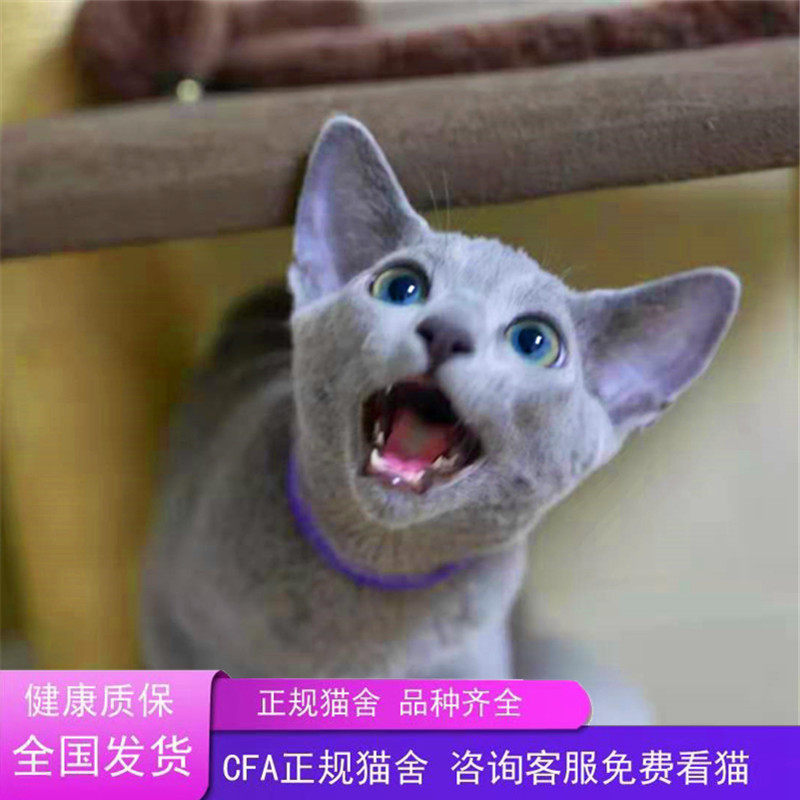 🐱💖全国发货！绿眼睛俄罗斯蓝猫幼猫崽，贵族猫短毛活体宠物，血统纯正