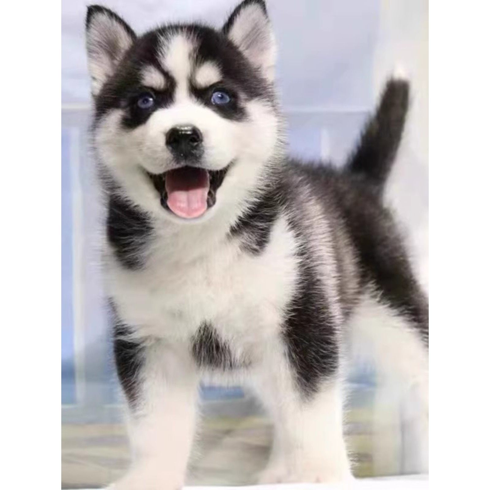 香港发货三把火双蓝眼哈士奇幼崽，雪橇犬的魅力在哪里？-宠物背包-淘宝好物网, image size:1600x1600