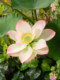 Simulated Lotus Flowers, Chinese-Style Zen Landscape Decoration, Floral Arrangements for Event Settings, Indoor Lotus Leaf Water Pond, Artificial Plants