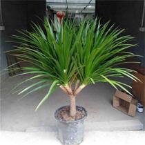 Dragon Blood Tree Potted Dragon Beard Tree Large Plant Indoor Good to Keep Living Room Office Purifying Air Internet Celebrity Nordic Style