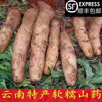 Glutinous rice and yam Yunnan Ganoderma lucidum and yam fresh gold scale yam powder and glutinous rice fresh vegetables baby food supplement