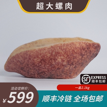 Tanhaiji Golden Snail 2 1kg