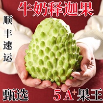 Sakyamuni fruit fresh custard apple 5 pounds fruit pineapple milk Buddha head fruit Ringo Sakyamuni fruit fresh fruit for pregnant women 3
