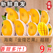Jinhuang Mango Fresh Narcissus Mango Seasonally Picked Tropical Seasonal Fresh Fruit Sweet Big Fruit Whole Box 9 Jin