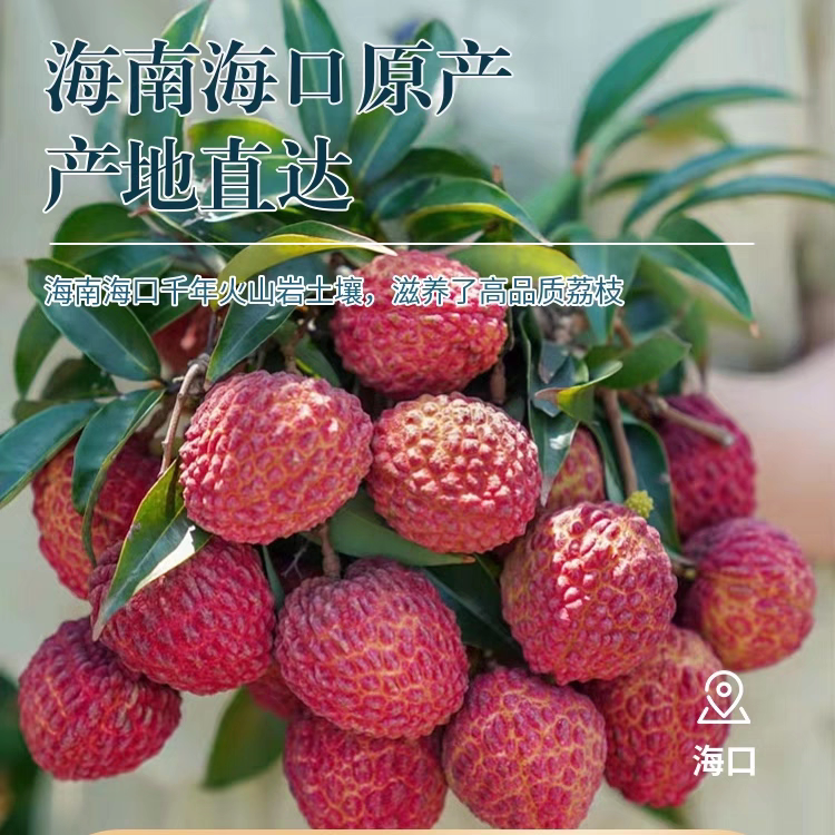 荔枝王巨无霸5斤礼盒装上线！海南火山荔枝新鲜到爆汁，端午送礼/自吃都超赞🔥-荔枝-淘宝好物网
