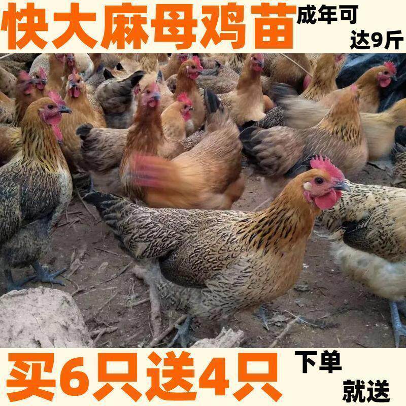 🏡 麻鸡散养小鸡仔,绿壳蛋鸡的养殖首选 🐓-宠物鸡-淘宝好物网