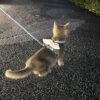 Cat leash wings I-shaped adjustable rope