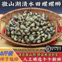Fresh wild field snails fresh live package live uncut tail snail mud snail clear water stone snail screw meat aquatic products 5 pounds
