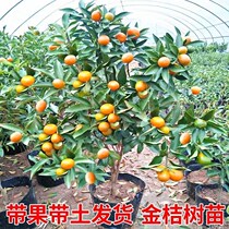Four Seasons Kumquat Potted Plants with Fruit and Lucky Plants Crispy Skin Delivery Indoor Bonsai Planting Balcony North and South Edible